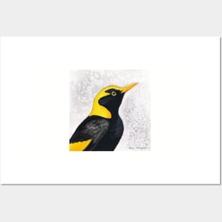 Regent Bowerbird - by Nadya Neklioudova Posters and Art